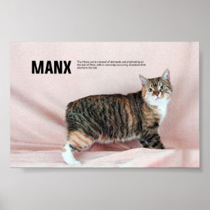 Poster Manx Cat Breed
