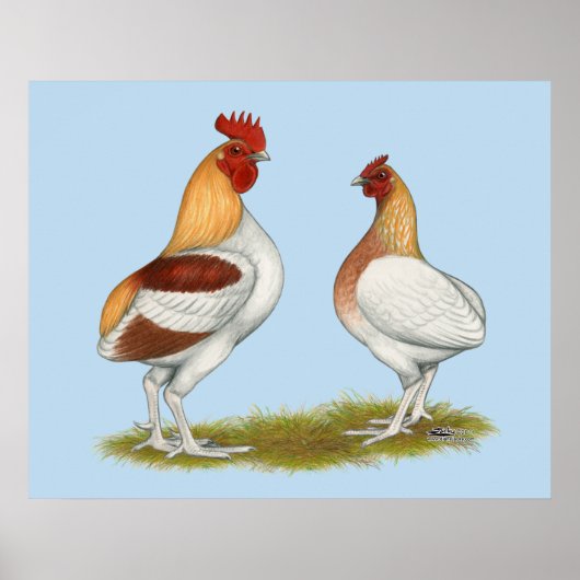 Poster Manx Rumpies (Devant)