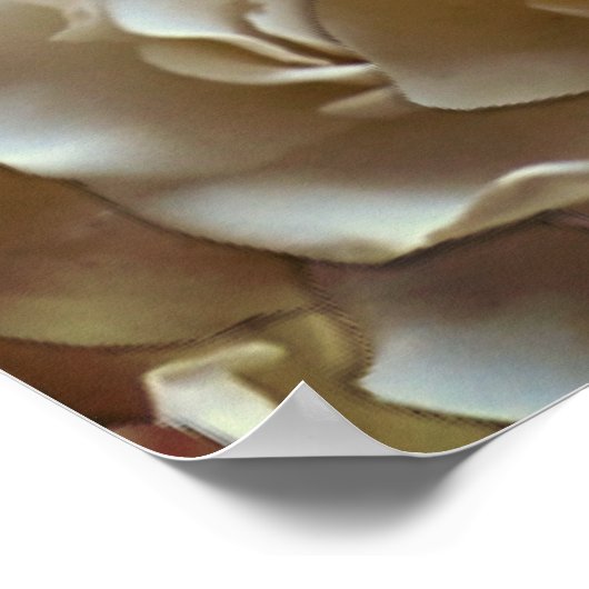 Poster Many beautiful petals of rose (Coin)