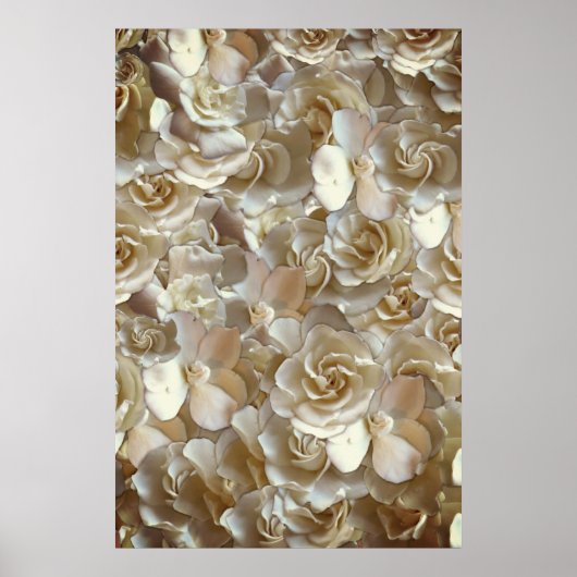 Poster Many beautiful petals of rose (Devant)