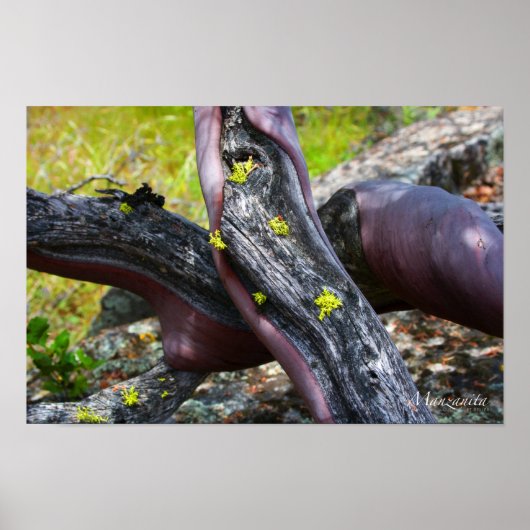 Poster Manzanita (Voorkant)