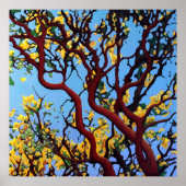 Poster Manzanita en automne (Devant)