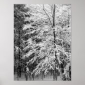 Poster Maple Tree Outlined In Snow (Devant)