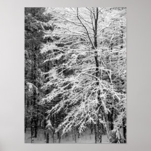 Poster Maple Tree Outlined In Snow