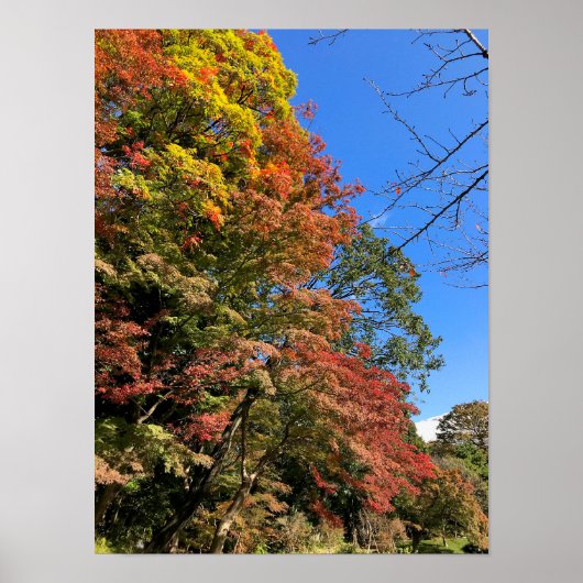 Poster Maples colorées vives (Devant)