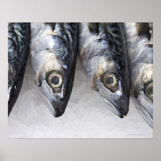 Poster Maquereau, prises fraîches du jour (Devant)