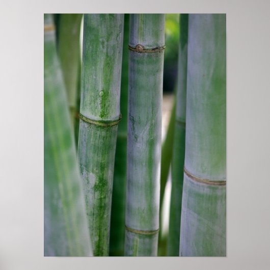 Poster Maquette de Bamboo Zen (Devant)