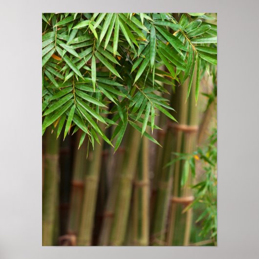 Poster Maquette de Bamboo Zen (Devant)