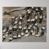 Poster mara wilde (Devant)