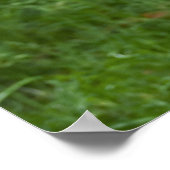 Poster Marabou (Coin)