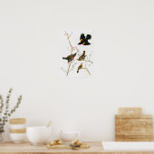 Poster Marais Blackbird John Audubon Oiseaux d'Amérique (Cuisine)
