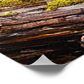 Poster Marais forestier paisible et verdoyant (Coin)