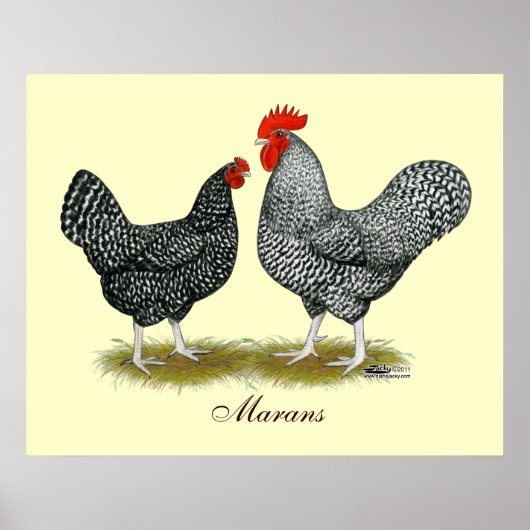 Poster Marans : Paire de cacao (Devant)