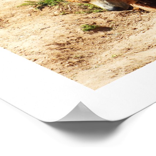 Poster Marche Brown de l'ours (Coin)