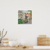 Poster Marche de Shiba Inu (Cuisine)