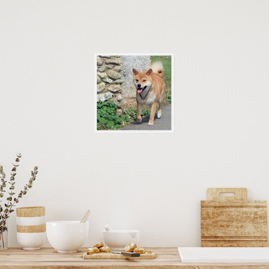 Poster Marche de Shiba Inu (Cuisine)