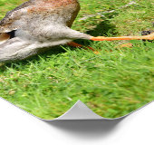 Poster Marche du canard de coureur indien (Coin)