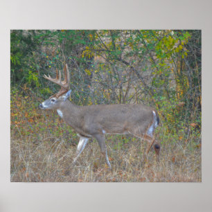 Poster Marcher Big Buck Deer au Texas