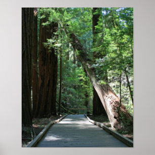 Poster "Marcher parmi les géants", Muir Woods