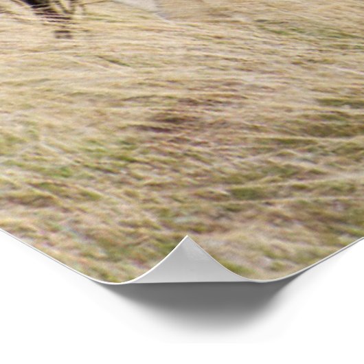 Poster Mare avec Colt (Coin)