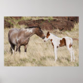Poster Mare avec Colt (Devant)