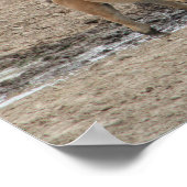 Poster Mare de Steens et poulain (Coin)