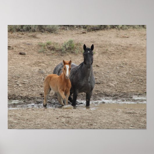 Poster Mare de Steens et poulain (Devant)