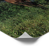 Poster Mare et Foie Arabe 2 (Coin)