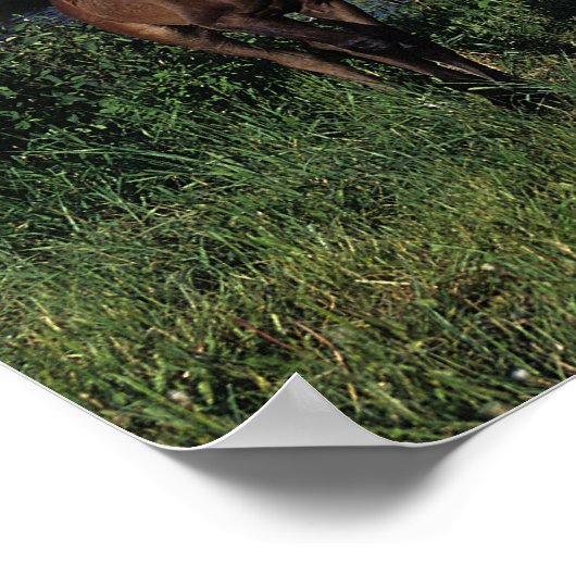 Poster Mare et Foie Arabe 2 (Coin)