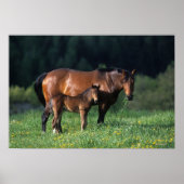 Poster Mare et Foie de Thoroughbred 1 (Devant)