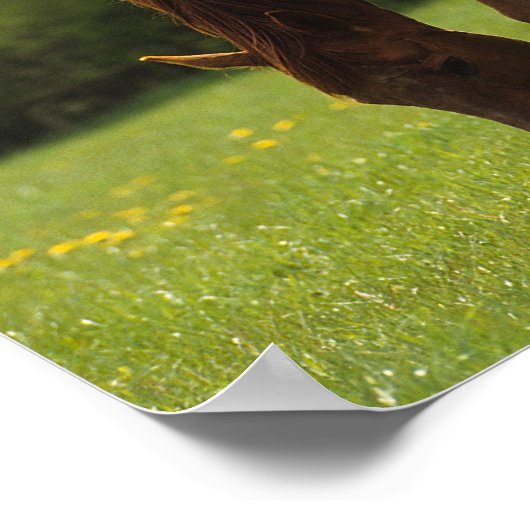 Poster Mare et Foie Thoroughbred 2 (Coin)