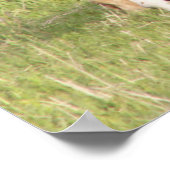 Poster Mare et poulain (Coin)