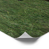 Poster Mare et poulain arabe (Coin)