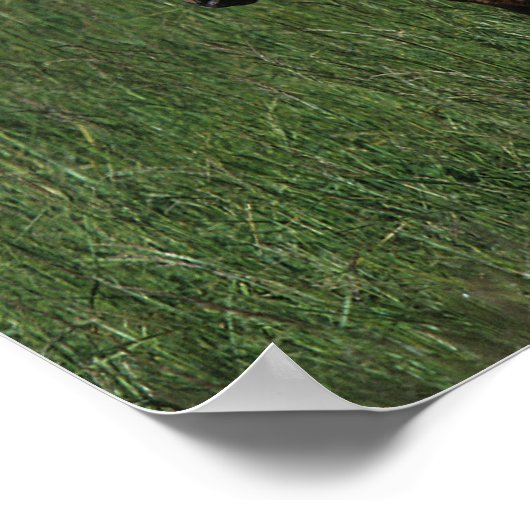 Poster Mare et poulain arabe (Coin)