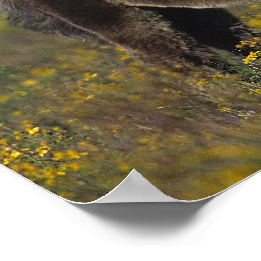 Poster Mare miniature et Foal dans les fleurs (Coin)