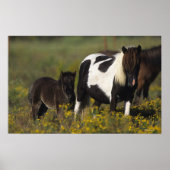Poster Mare miniature et Foal dans les fleurs (Devant)