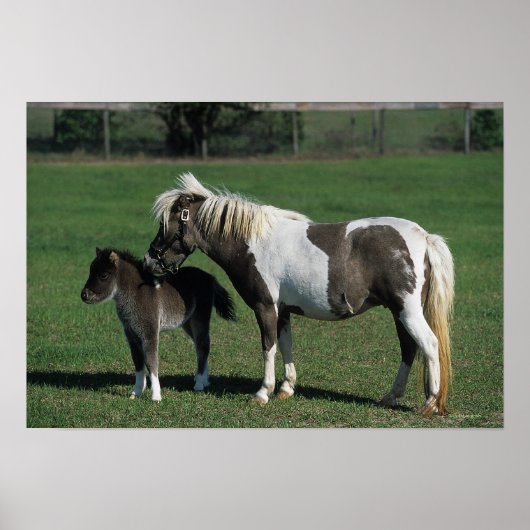 Poster Mare miniature et pied de poulain (Devant)