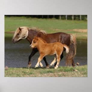 Poster Mare miniature et poulain marchant au bord du lac