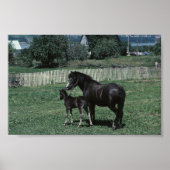 Poster Mare noire et poulain (Devant)