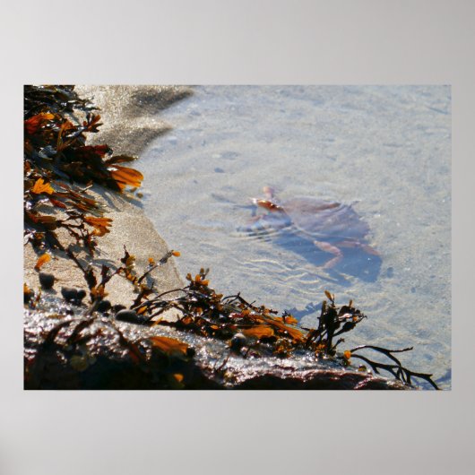 Poster Mare résiduelle à Sand Beach (Devant)