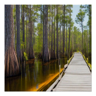 Poster Marécage d'Okefenokee