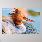 Poster Marganser Duck (Devant)