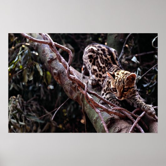 Poster Margay (Felis wiedi) dans l'arbre (Devant)