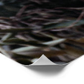 Poster Margay (Felis wiedi) dans l'arbre (Coin)