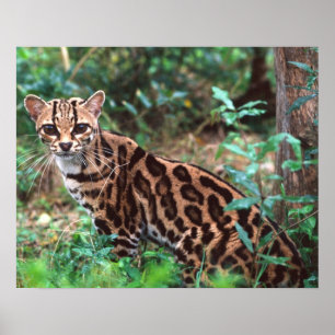 Poster Margay, Leopardus wiedi, Originaire du Mexique jus