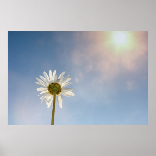 Poster Marguerite - (Devant)