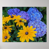 Poster Marguerite à œil noir et Hydrangea Bleu Floral (Devant)