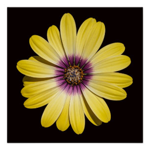 Poster Marguerite africaine jaune sur fond floral noir
