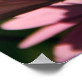 Poster Marguerite africaine violette (Coin)