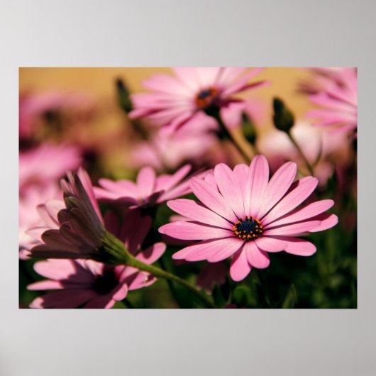Poster Marguerite africaine violette (Devant)